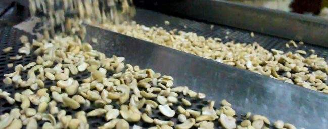 Raw Cashew Nuts are machine shelled in order to maintain quality